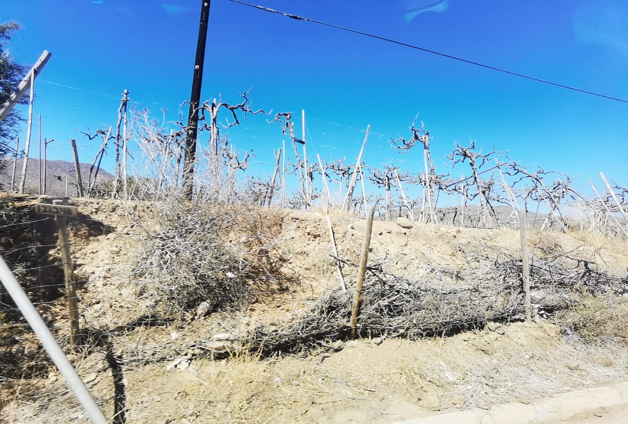 El Campo Se Resiste A Morir: “Gremio Agrícola Pide Urgencia Para Construcción De Plantas Desaladoras”