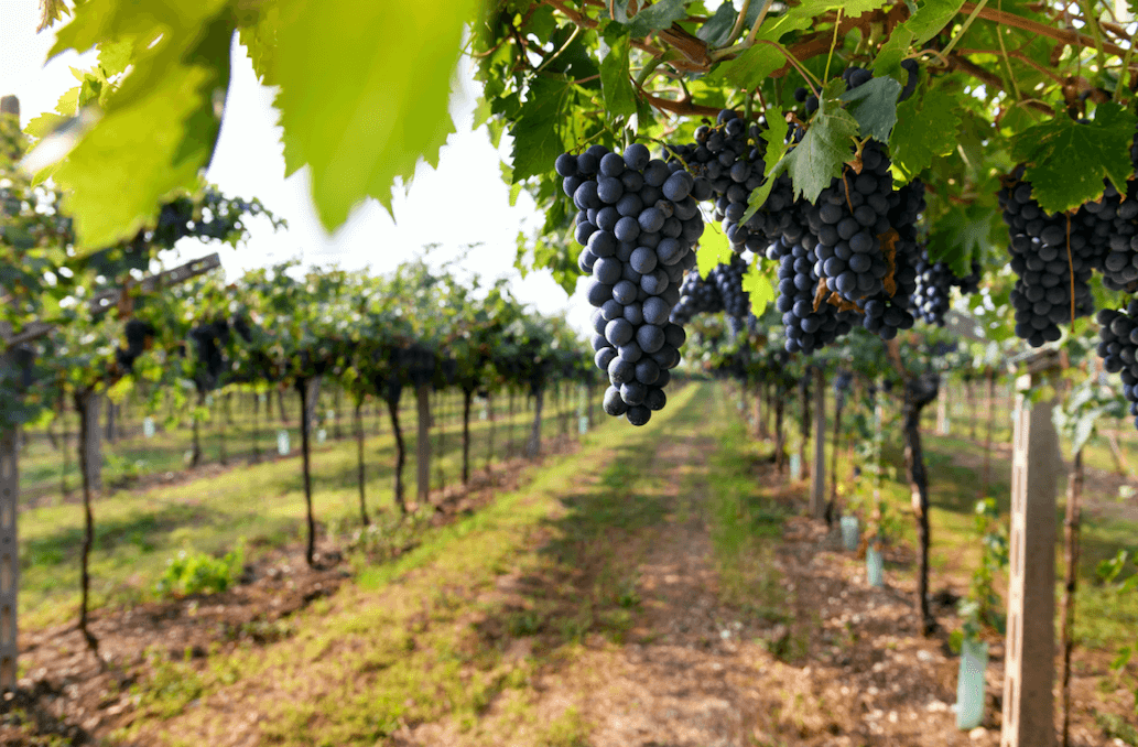 Qué Está Exportando Chile: Radiografía A Los Envíos De Fruta Al Mercado Internacional