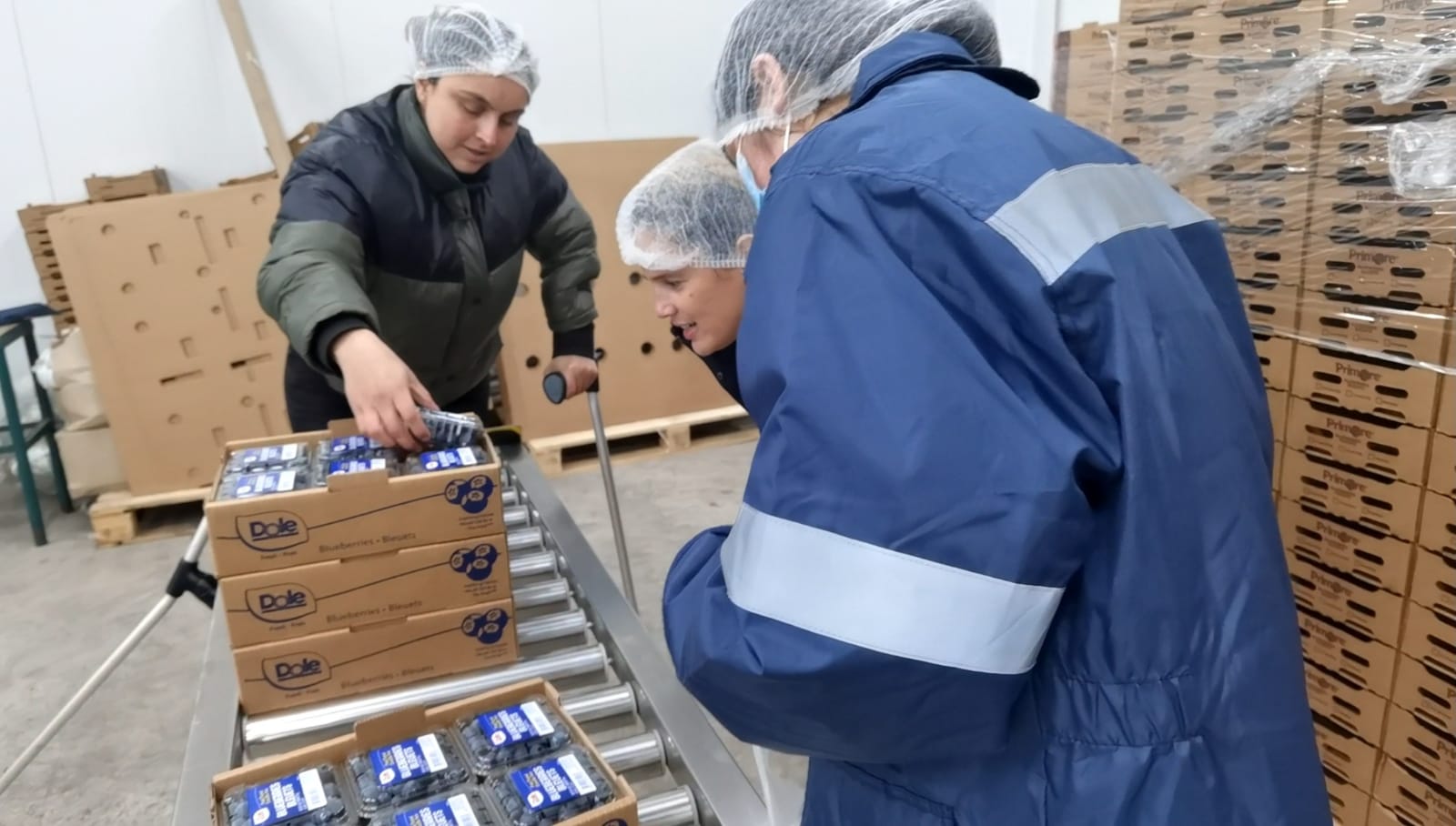 Desde La Región De Coquimbo Se Exportan Vía Aérea Arándanos Orgánicos Que Se Comercializan En Taiwán