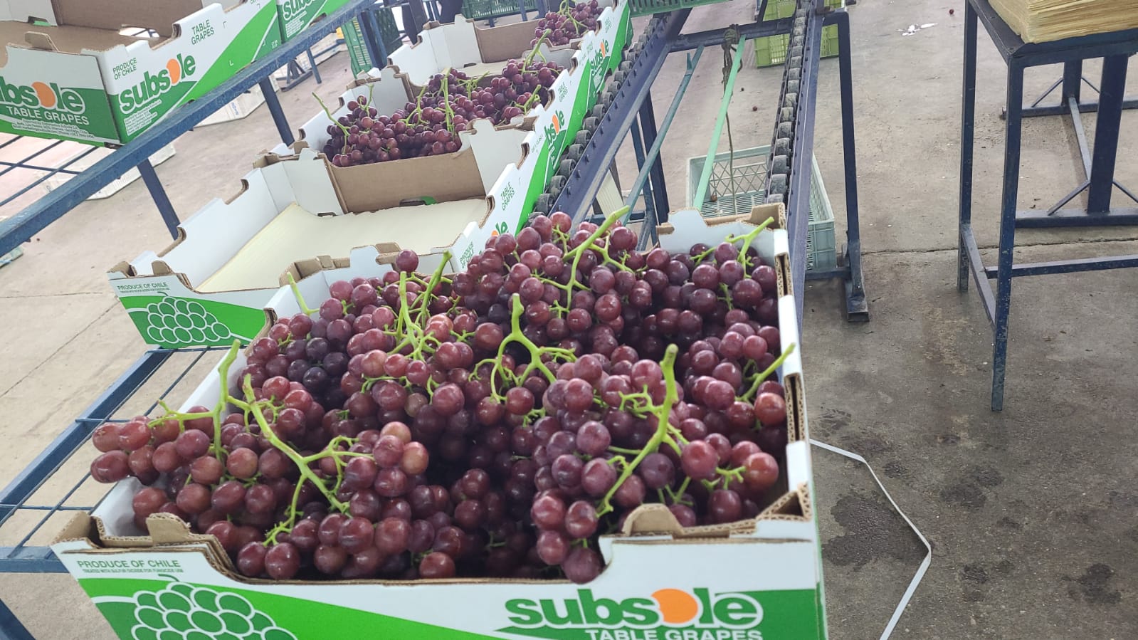 Gremio Agrícola De La Región De Coquimbo Logra Frutos Para Una Mejor Competitividad De La Uva De Mesa Que Se Envía A EE.UU