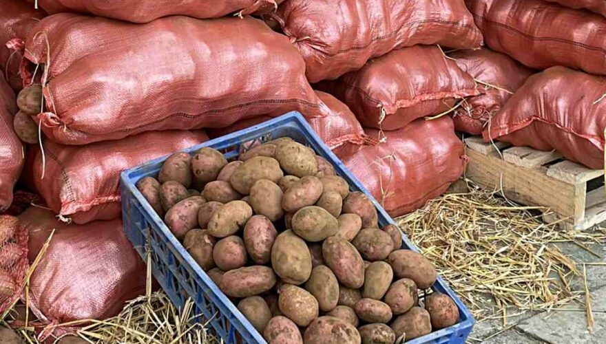 Gremio Agrícola Y El Precio De La Papa: “Cambio Climático, Intermediarios Y Escasez De Cultivos”